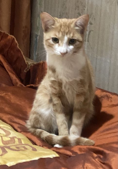 Котята бесплатно