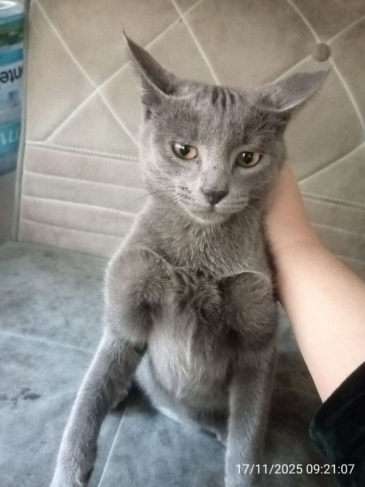 Mushuk sotiladi . Russiyan Bule