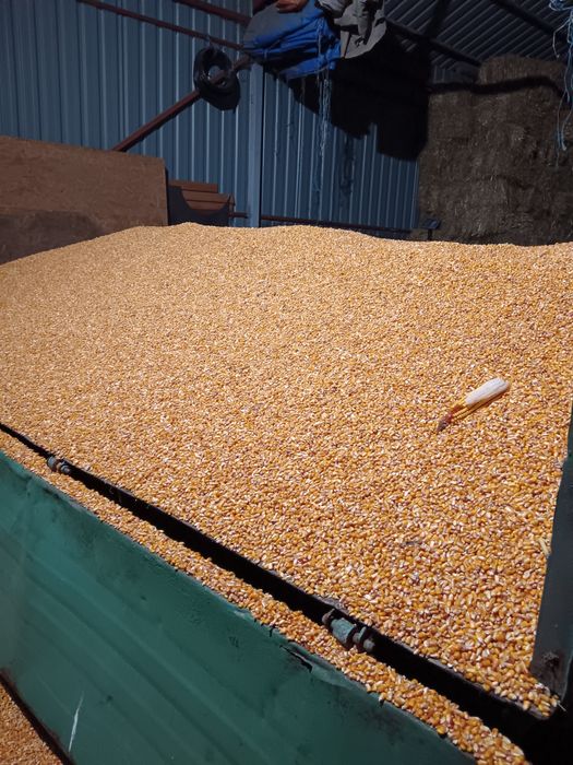 Vând porumb foarte uscat