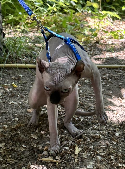 Вязка сфинкс эльф