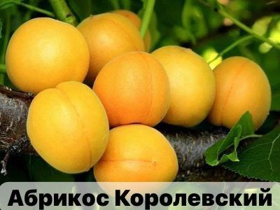 Колоновидные и карликовые  плодовые деревья, декоративные растения