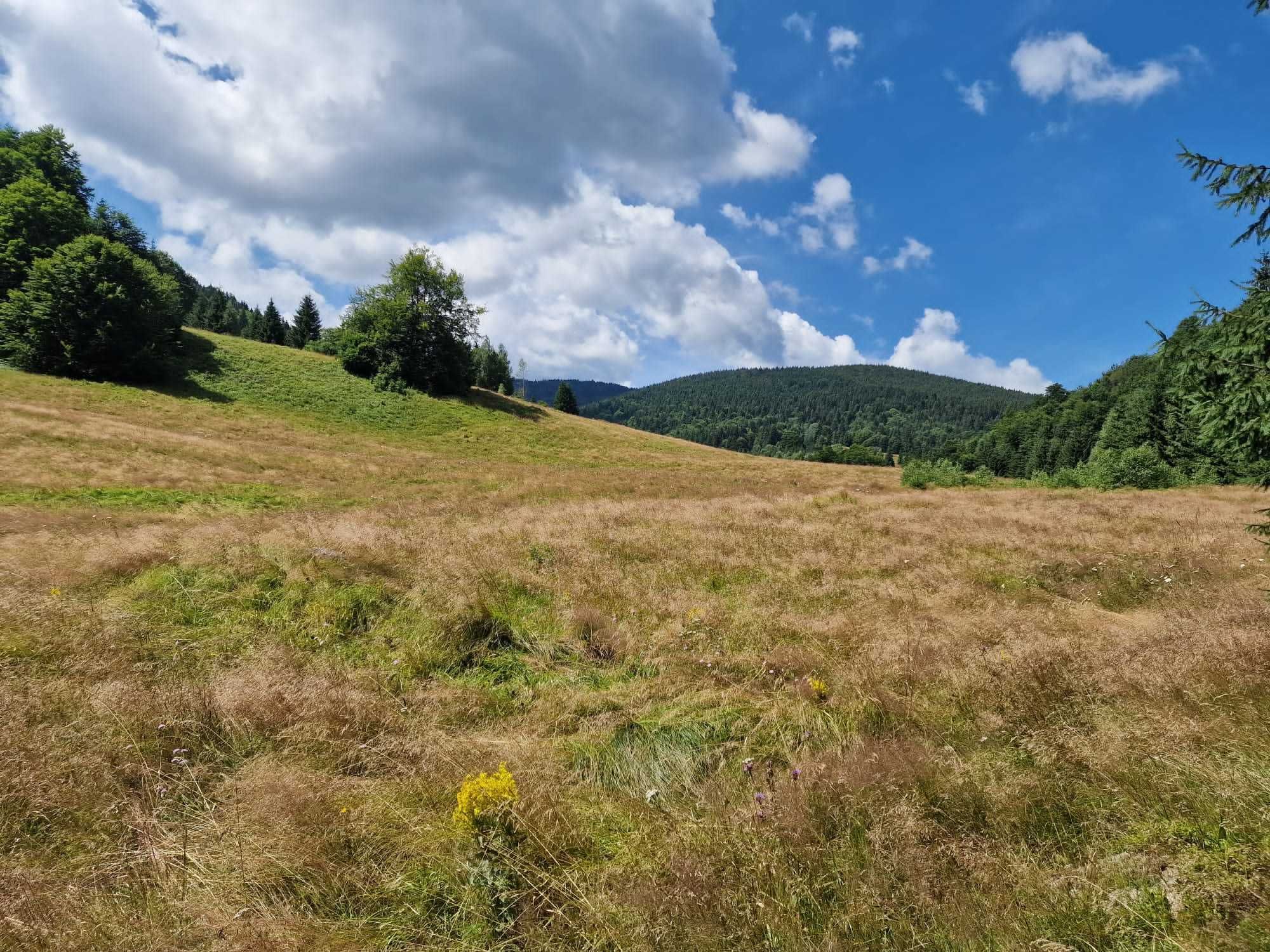 Teren de vanzare zona Valea Draganului, comuna Poieni - catunul Alunul