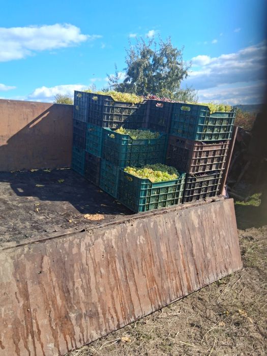 Struguri pentru vin, soiul muscat de hamburg