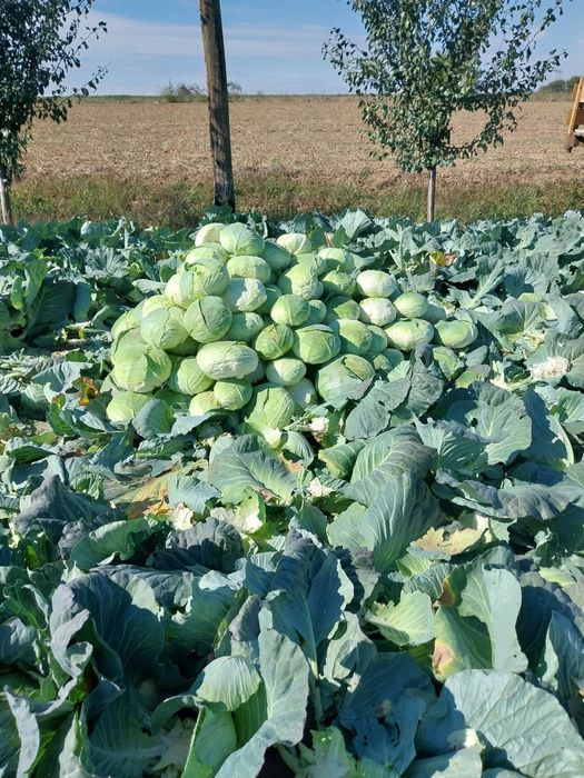 Varza proaspăta sau murata