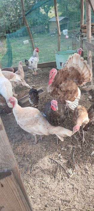 Двойка пуйки на 6 месеца