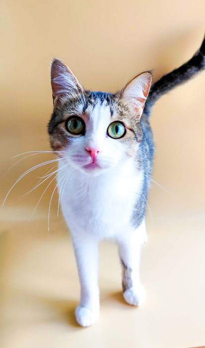 Кошки стерилизованные