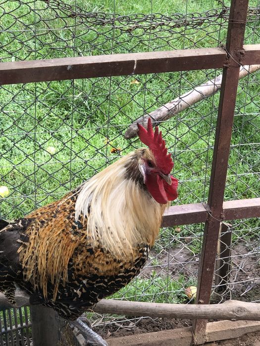 Vand familii,gaini rasa:Brakel lemon,Wiandotte argintiu,La Bresse