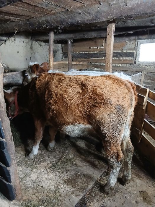 De vînzare taur și vitică