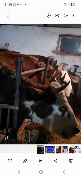 Жас құнажын сиыр