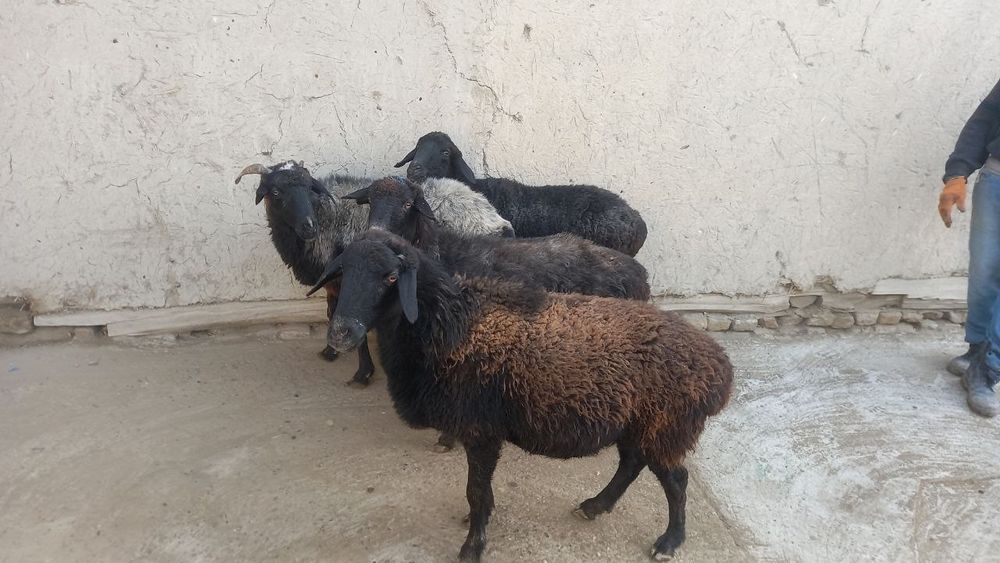 To'q bug'oz quyla sotiladi manzil Shofirkon