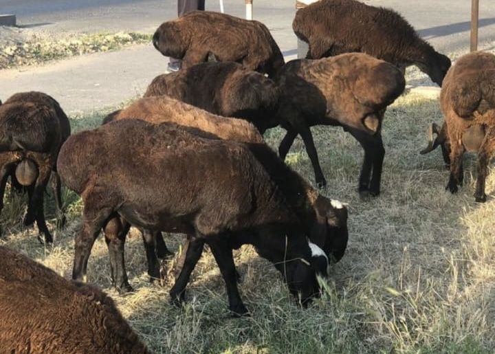 кой сатылады союга