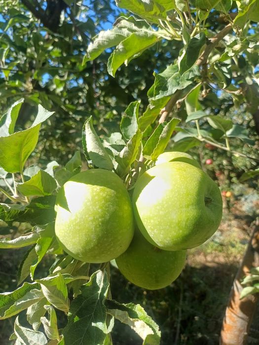 Продам яблоки Айдаред и Гренни Смитт