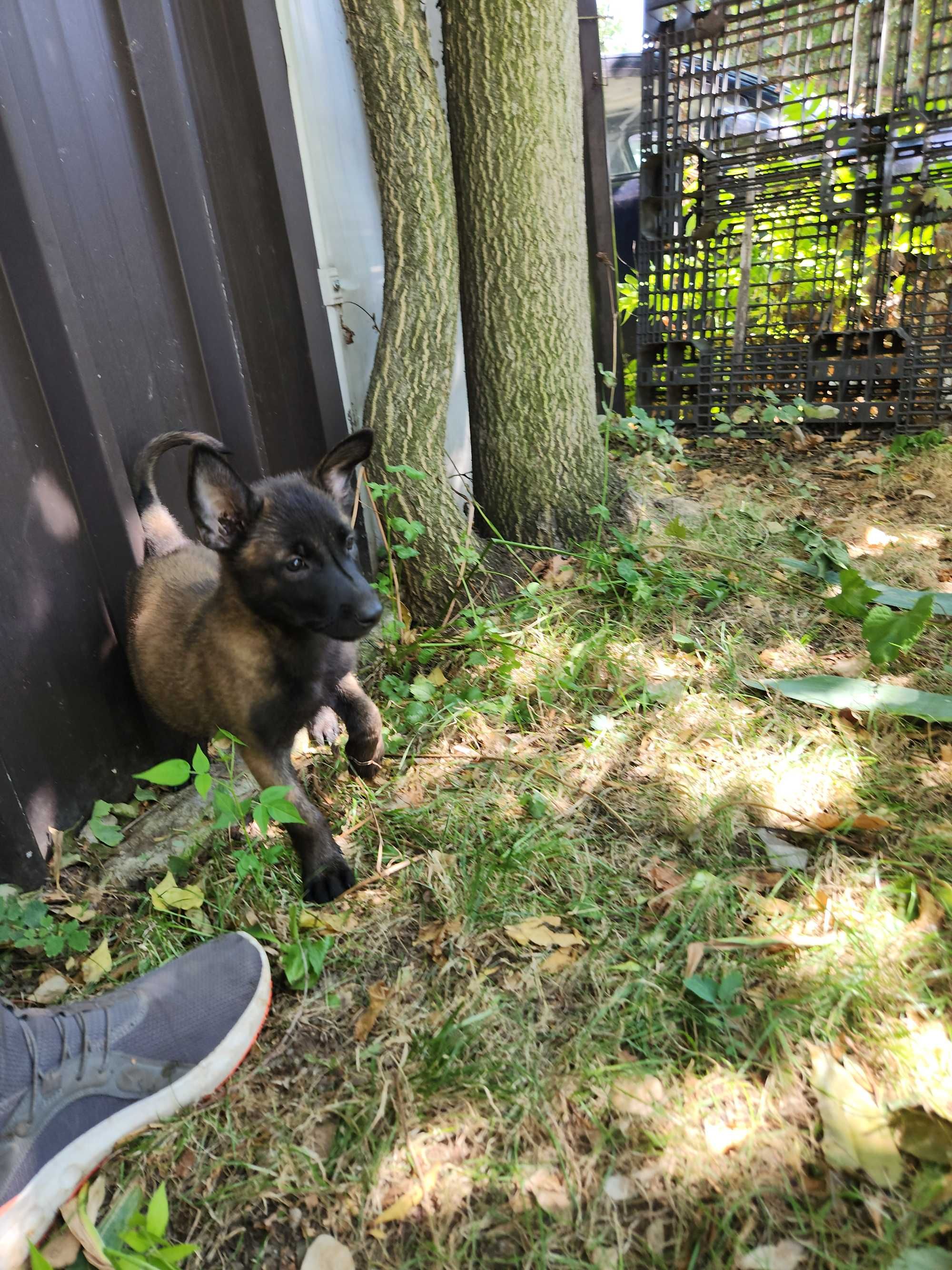 Ciobanesc belgian Malinois mascul cu pedigree