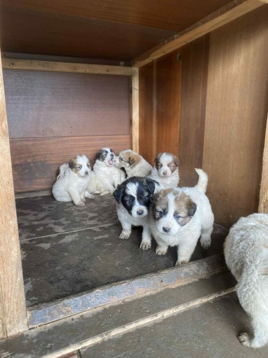 Каракачански кученца