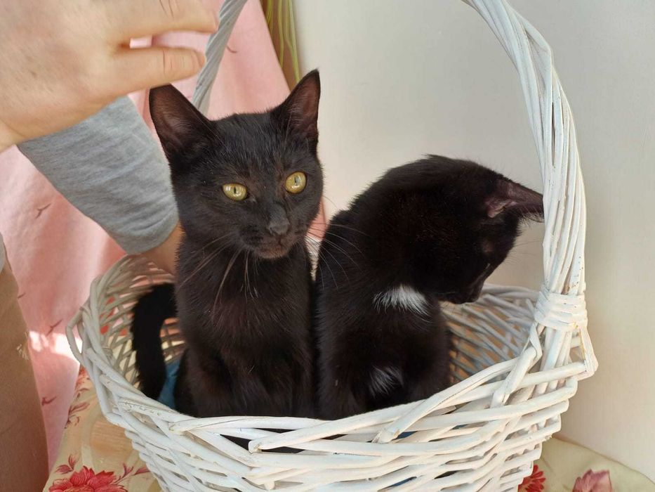 Котята ищут уютный дом