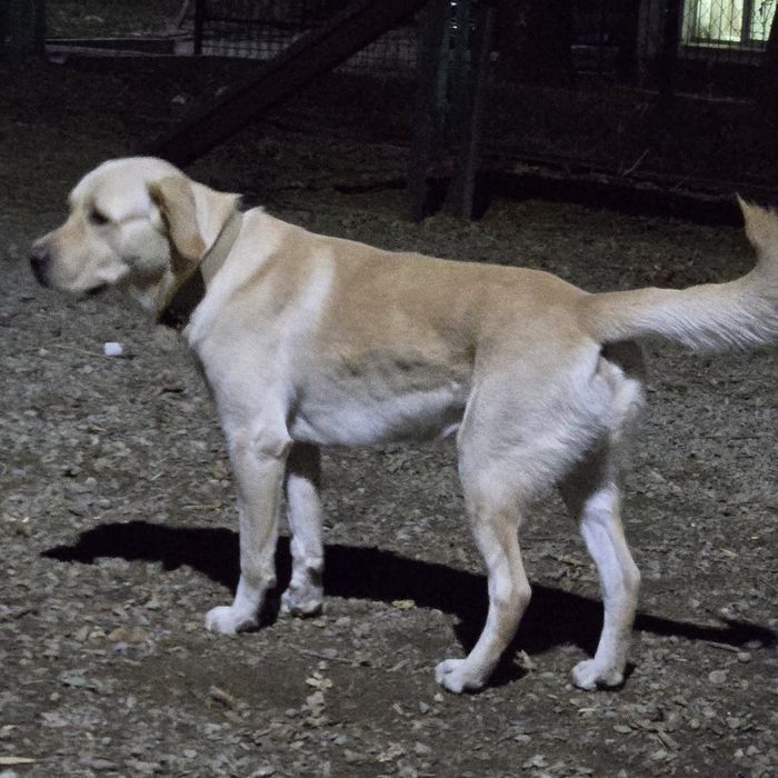 Вязка Лабрадора ритривера