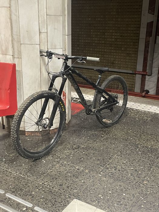 Dartmoor hornet 2023