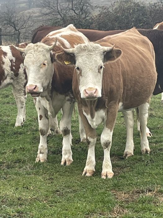 Vand 2 juricnci gestante