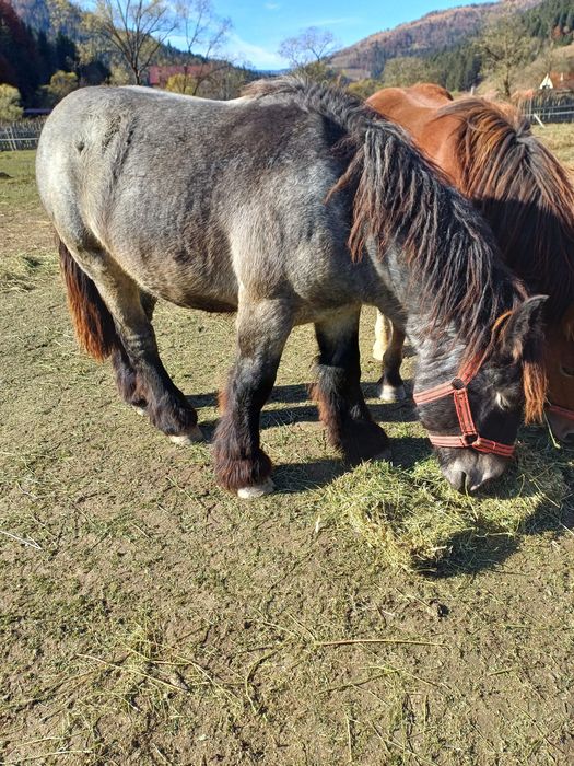 Manji / armasari 4 bucati