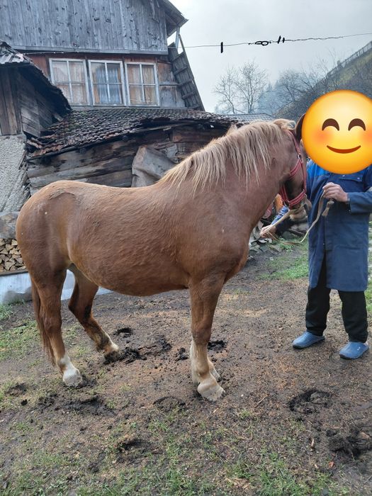 Vând iapă are 2 ani și 2 luni