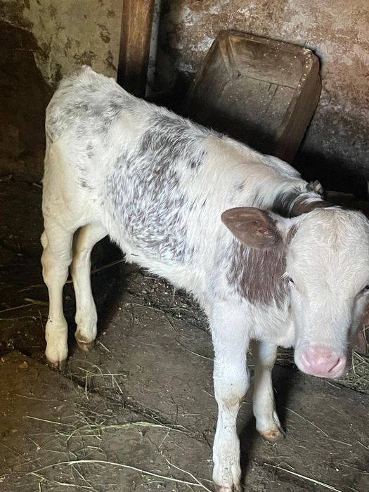 Juninca gestanta in 6 luni si vitea belgiana