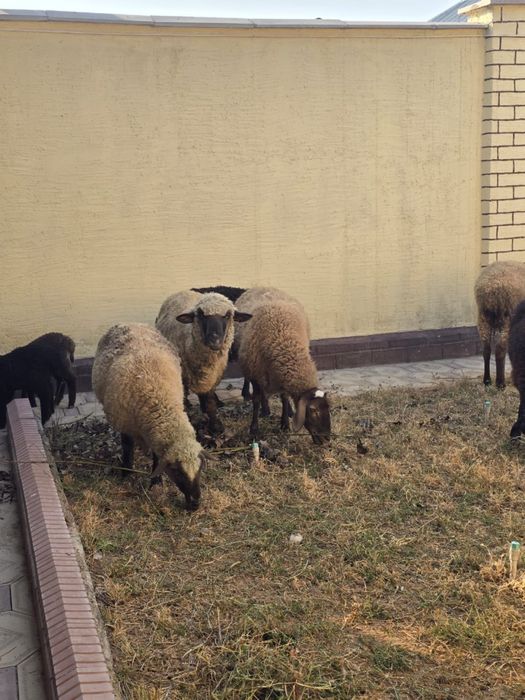 Гемшир қой , қойлар