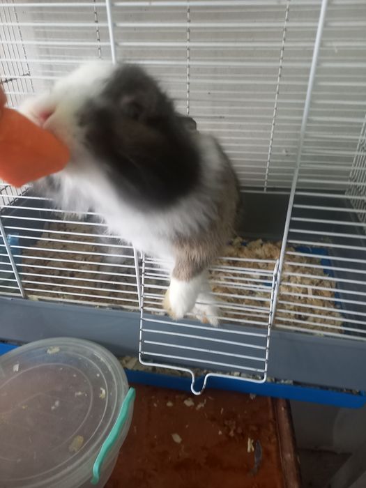 Подарявам зайче без кретката