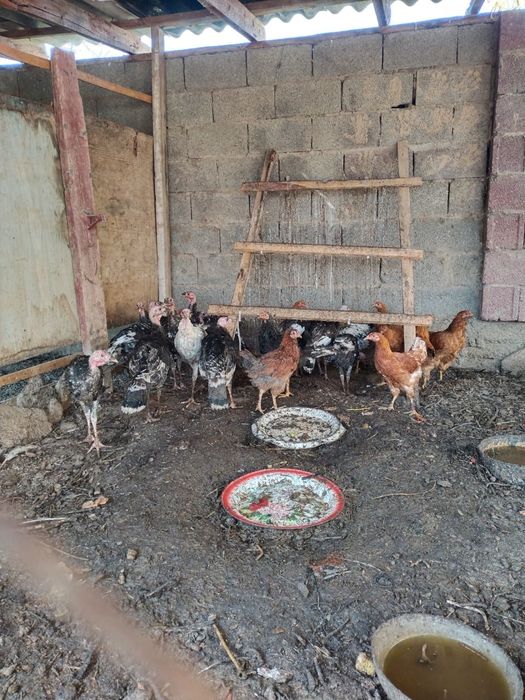 Үндіктер мен тауықтар