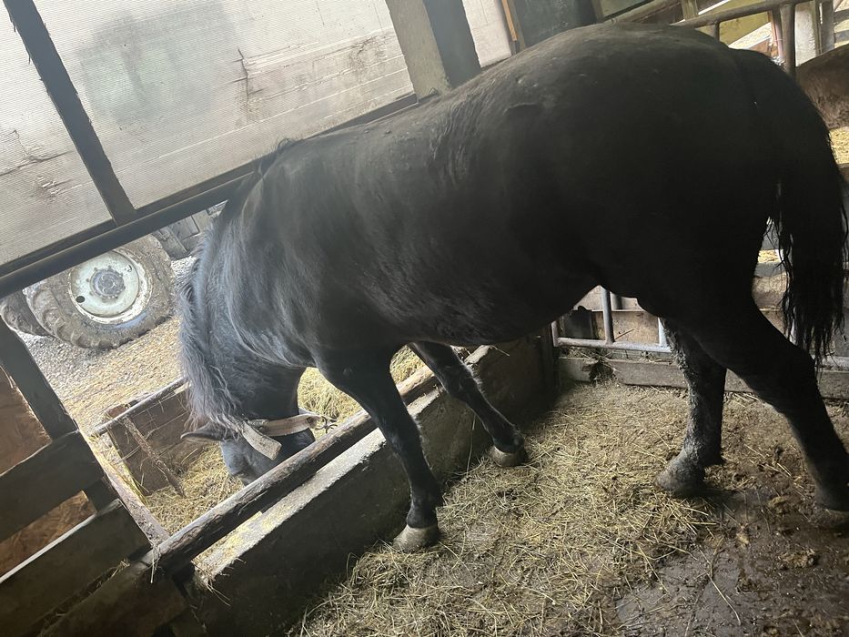 Vand un armasar in vârsta de 4 ani