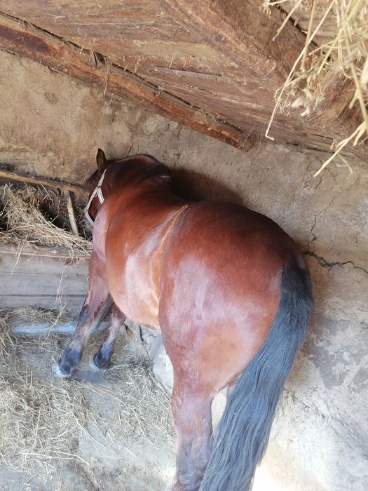 Vând iapa în vârstă de 6 ani