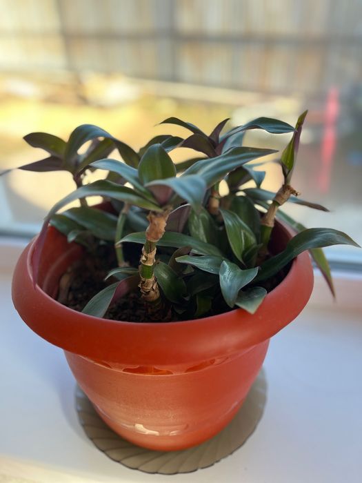 Комнатное растение