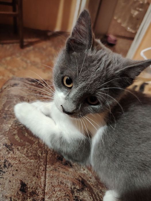 Бебе полубританска късокосместа, мъжко