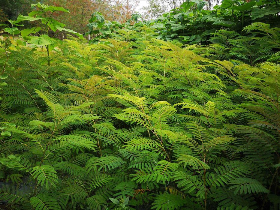 Албиция (Albizia)