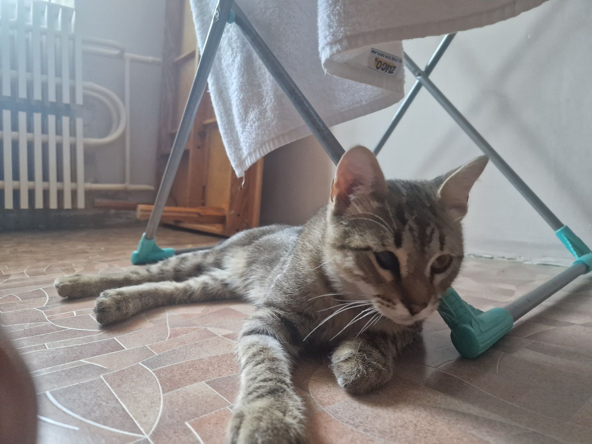 Отдадим кошки, кот, котят