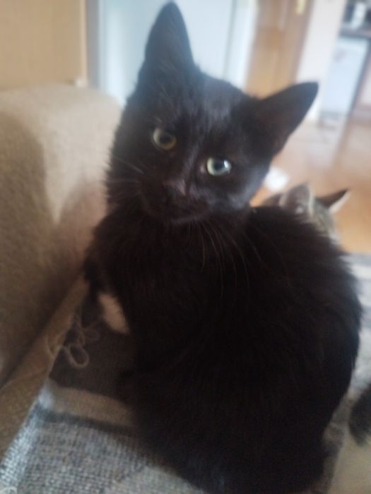 подаряват се котенца