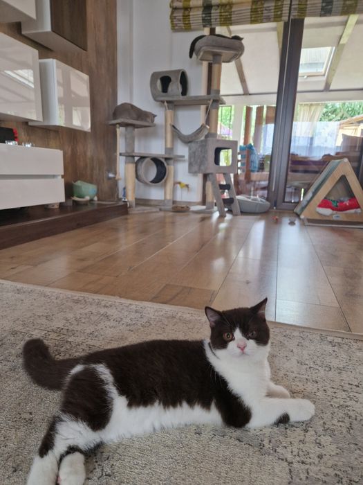 British Bicolor 5 luni