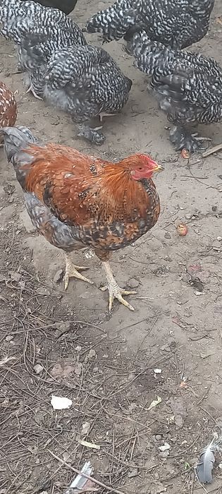 Продам молодых петухов разных пород