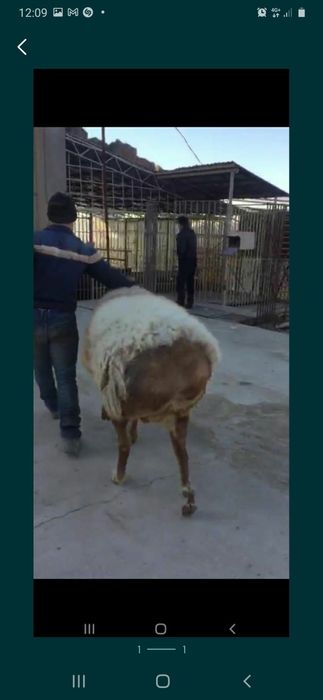 Продам жирных  баран в городе