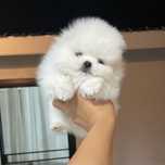 Pomeranian talie mică toy
