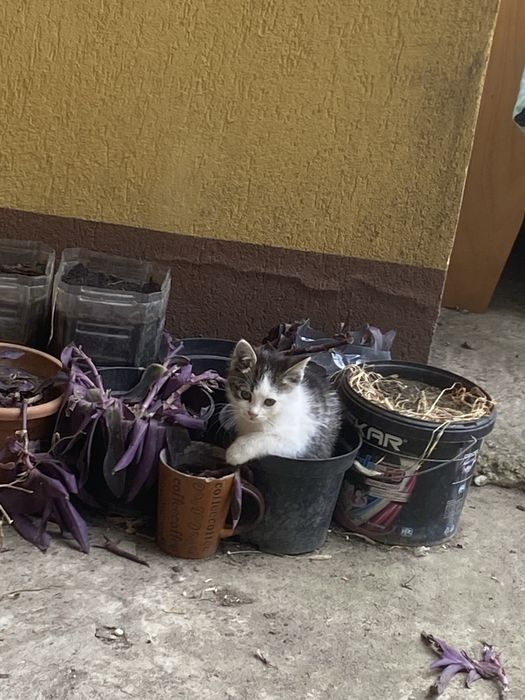 Puisori de pisicuța urgent spre adoptie!
