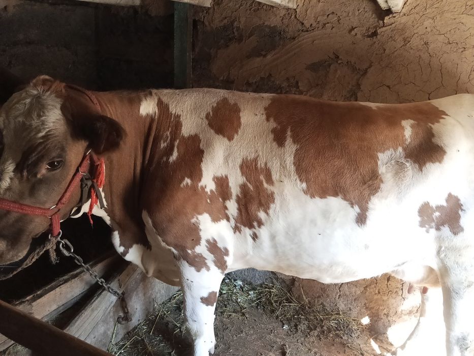 Карова первотелка  дойная даёт 20 литров