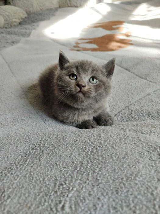 Продается котенок скоттиш страйт