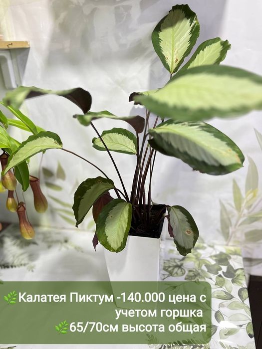 Замиокулькас, Аукуба Диффинбахия, Калатея и др