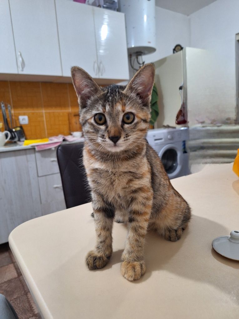 Котенок 3 месяца