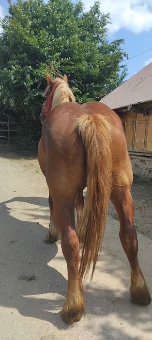 Vând iapa  de 5 ani cu acte