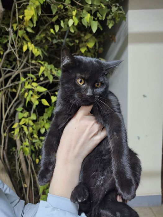 Два малаша в поисках дома ! Ташкент!