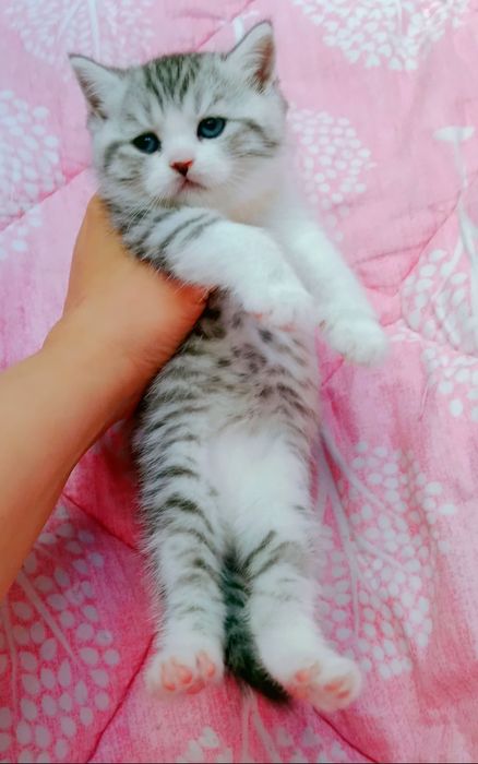 Шикарные котята чистокровные