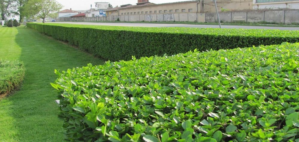 Plante de gard viu, lemn cainesc, ligustrum ovalifolium, rasaduri