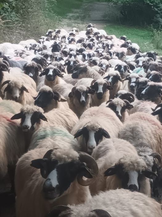 Vând 100 de oi de ținut.
