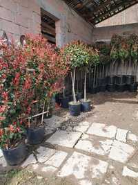 photinia leylandi katalpa  tuia smarald spirale